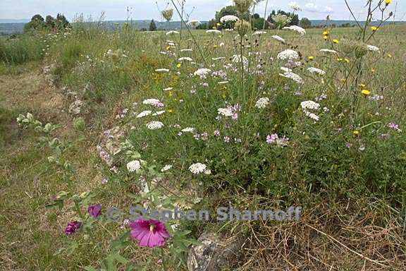 scene near forcalquier 4 graphic